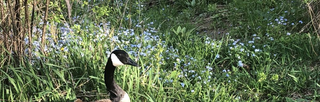 Poem and sound about image follows