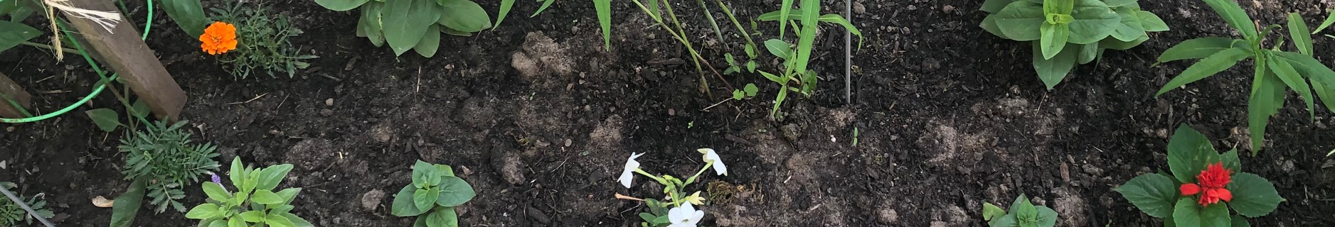 moist garden soil with small delicate plants and flowers