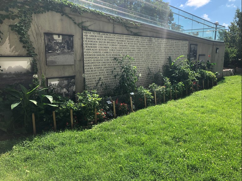 Same view as previous, all plants are much taller