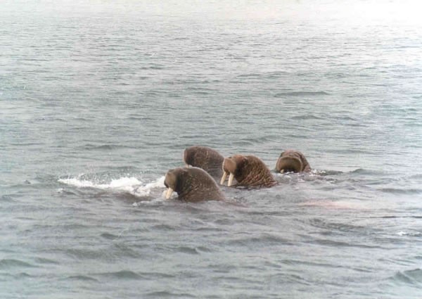 A group of four walruses swimming in the water